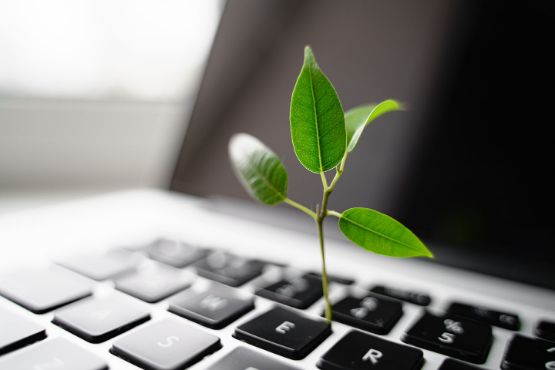 Pflanze wächst aus Laptop-Tastatur
